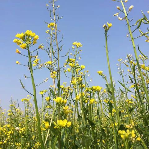 油菜花开动普宁