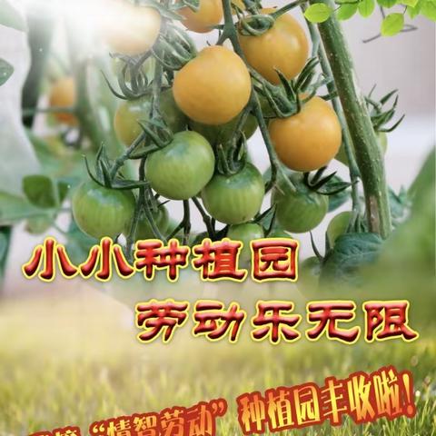 小小种植园，劳动乐无限