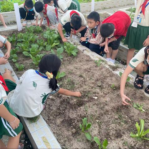 小菜农小班社团活动记录篇