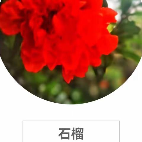 石榴花高调盛开