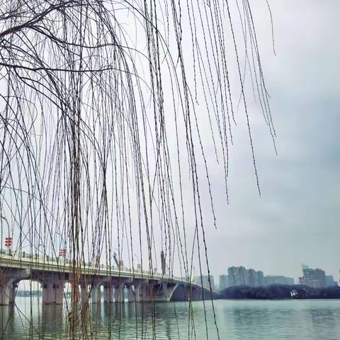 五九六九河边看柳