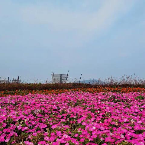 提早24天，锡城3月1日入春！