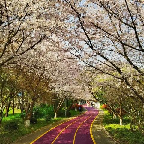 2023尚贤河湿地踏青赏樱公益徒步