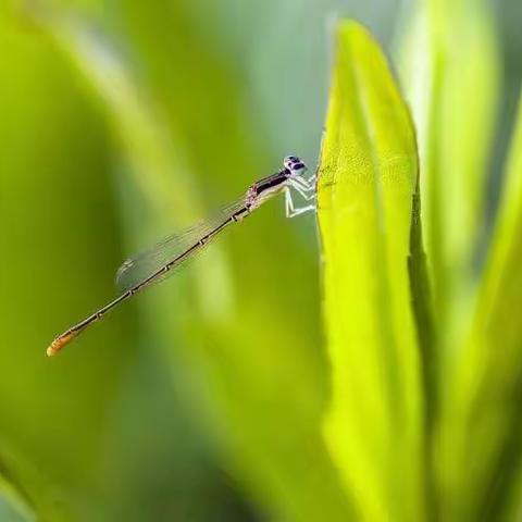 市气象台官宣∶无锡5月13日入夏！