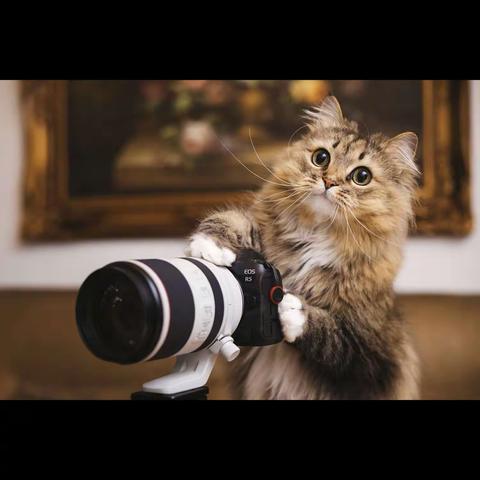 看！宠物摄影师—克查镜头下的猫咪神态各异很生动