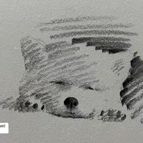 手訫—宠物速写简洁明快活泼可爱 真的很独特看一眼就忘不了