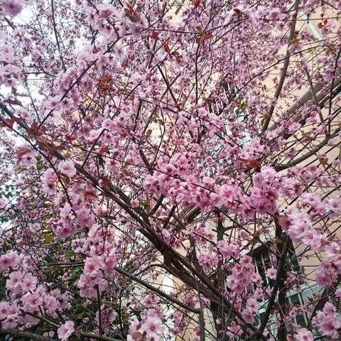 春花来去匆匆