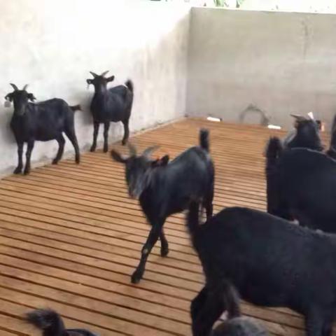 俺们村的羊🐑