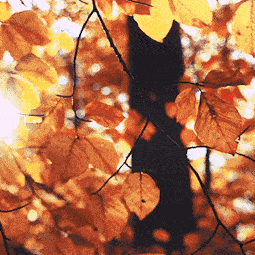 秋冬季节❤️温馨提示❤️