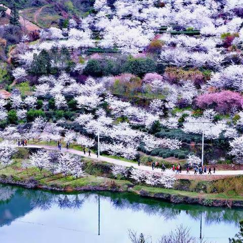 樱花飞舞踏春去