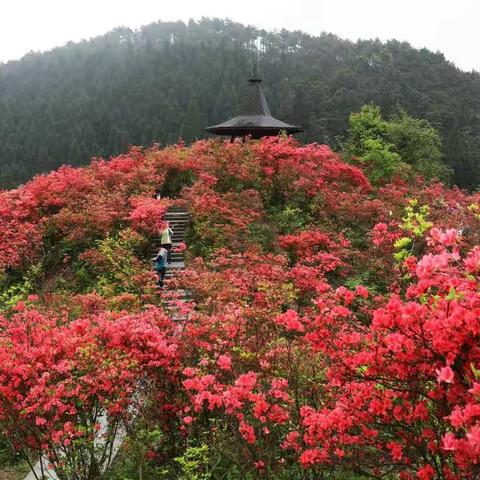 浙中磐安高姥山杜鹃谷