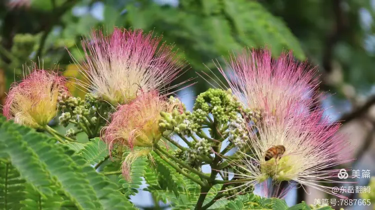 合欢树花多少钱一斤啊