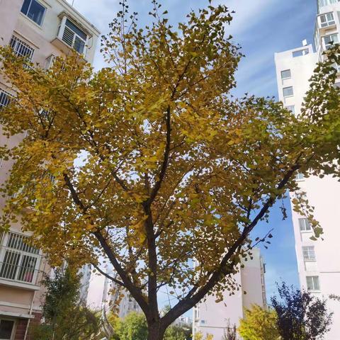 银座幼教动态一海螺班专辑：《银杏🍂小雨伞🌂》❤️