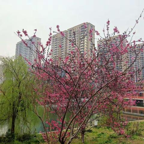 春之恋(2020.03.17)