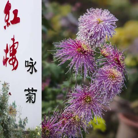 红楼咏菊