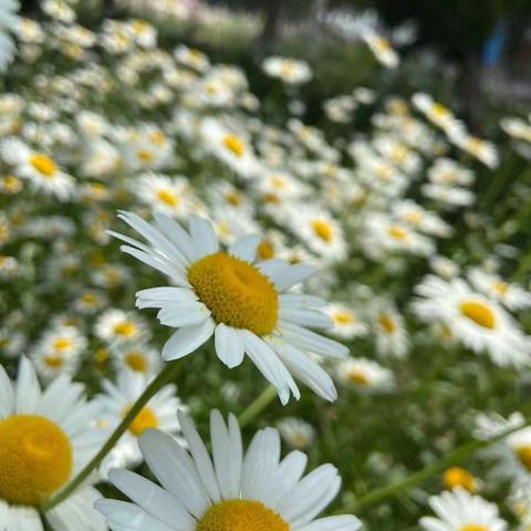 《夏日限定，来日方长》——🌼济南幼高专幼教集团港新幼儿园大班级部（推荐篇五十一）