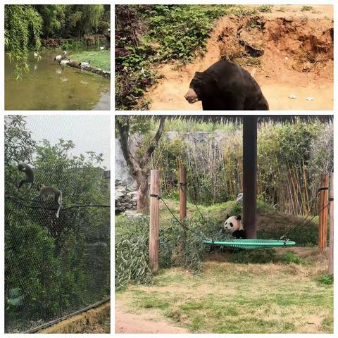 动物园一日游