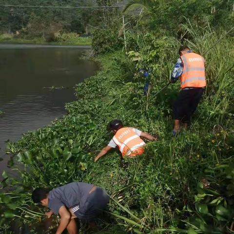 南圣镇开展河道水浮莲整治行动