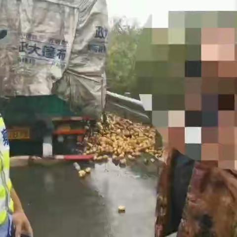 高速公路上的“土豆保卫战”