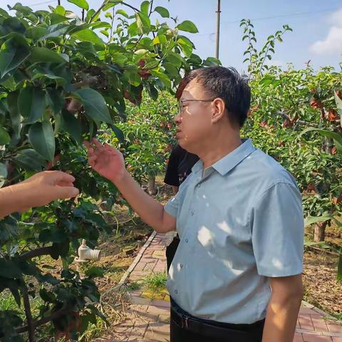 助力黄梨小镇，振兴美丽乡村