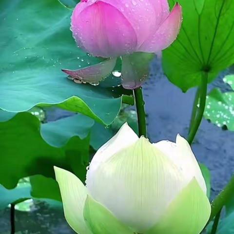 挑战自我，冲刺期末，加油！（七一班）