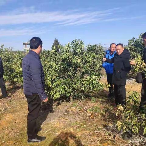 应对新年强降温灾害天气，县经作局这样做！
