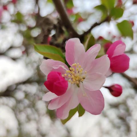 春天是花的季节