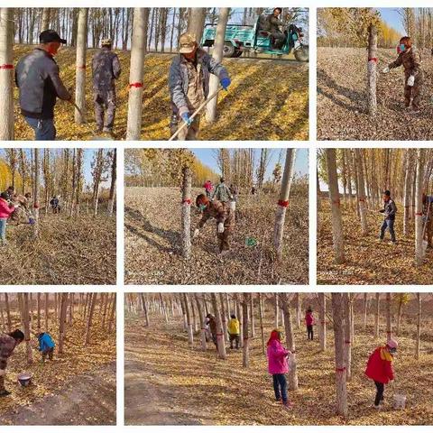 五师八十一团园艺一连的志愿者们在行动