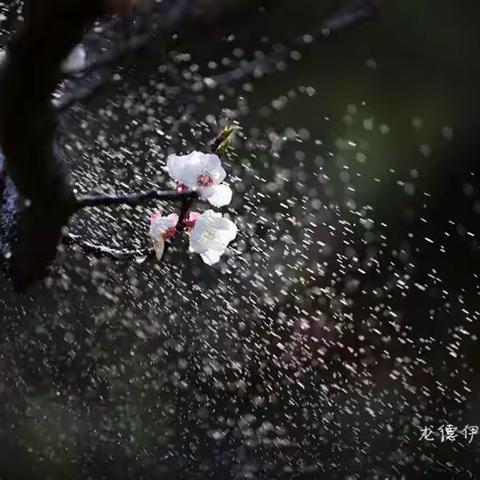 忽忆芳时频酩酊，却寻醉处重裴回。杏花结子春深后，谁解多情又独来。