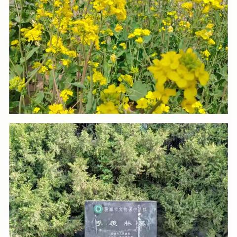 鲜花祭前辈，清明忆先人