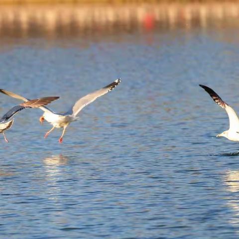 初春大明湖银鸥白鹭在翔飞