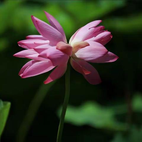 雨荷厅前并蒂莲   今日花开为哪般