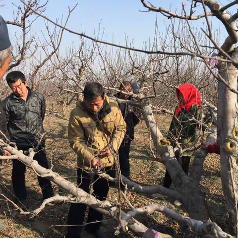 城区农林委举办优质果树春季管理培训班
