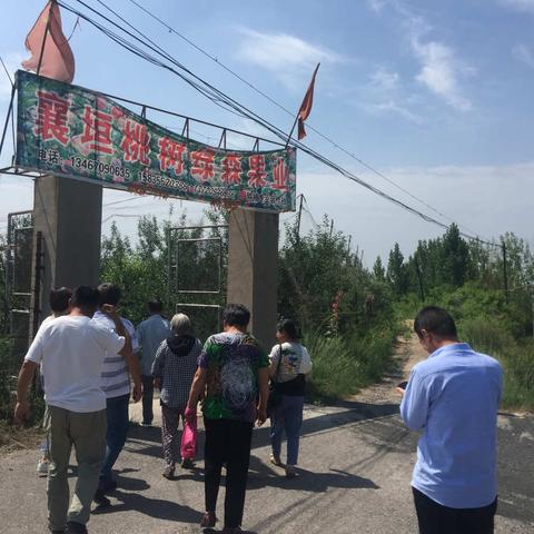 城区科技局“七一”党建系列活动之三    举办果树夏季修剪现场观摩培训