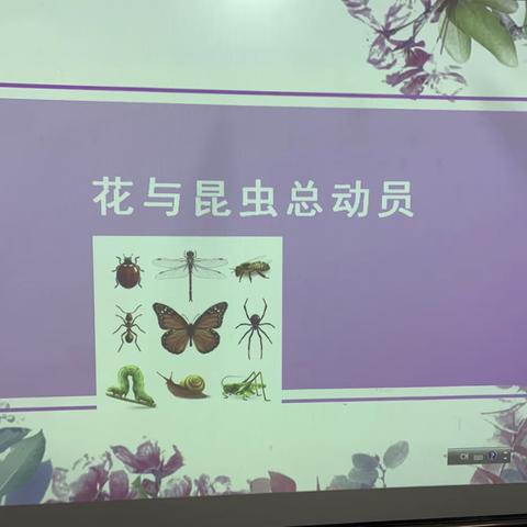 花儿与昆虫总动员——潍坊市北海学校二年级二班花儿与昆虫主题探究活动