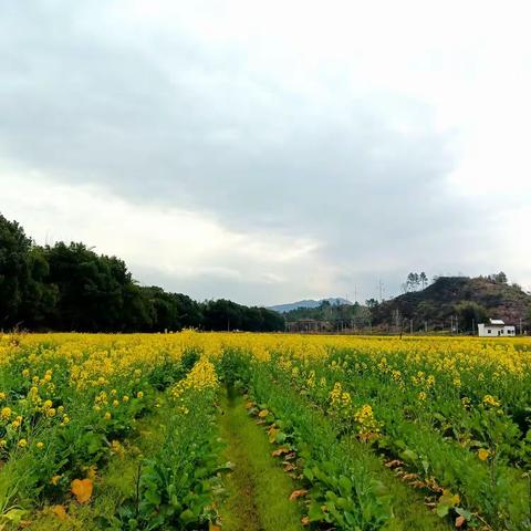 油菜花是春天的信使