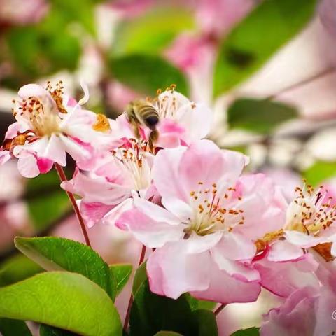 樱漫寻常百姓家