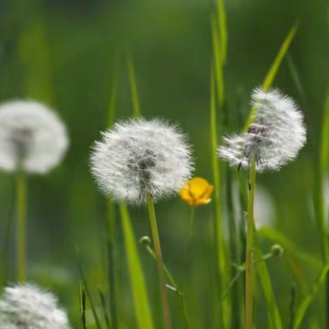 蒲公英也有自己的芳华
