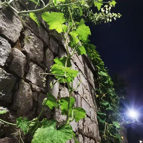 雨夜畅想