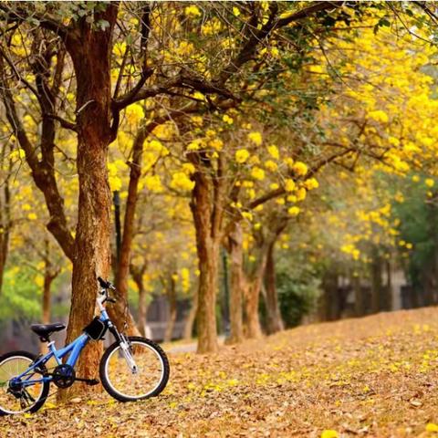 蓝  色  与  自  行  车