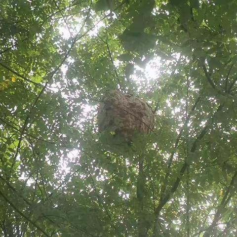 城北公园管护中心-文景山公园清除马蜂窝消除安全隐患