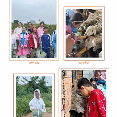 劳动美，我们身临其镜体验劳动生活-----育才小学四年八班