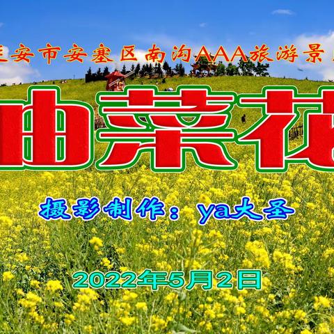 南沟油菜花