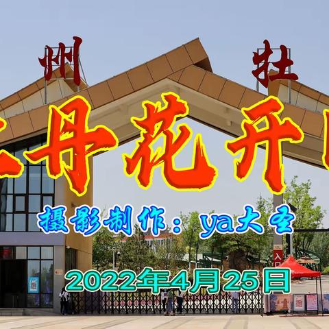 延安延州牡丹花开时