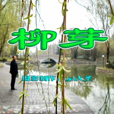 柳芽