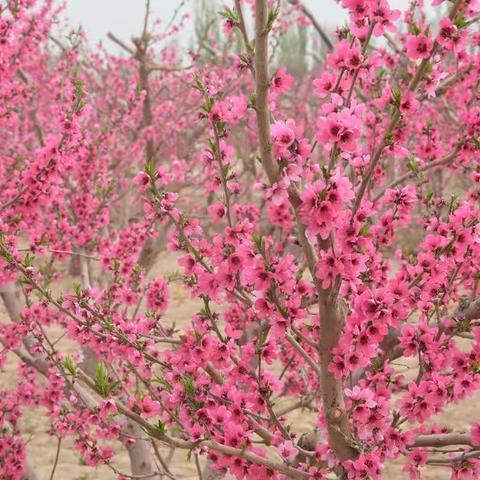 您有一份敦煌市七里桃花美景邀约  请查收~~