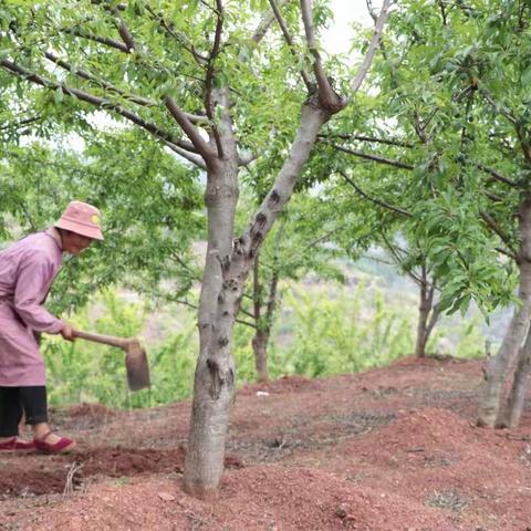 遇见楚雄——牟定江坡“江红李”