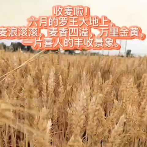 罗王镇以“五有”营造秸秆禁烧大氛围