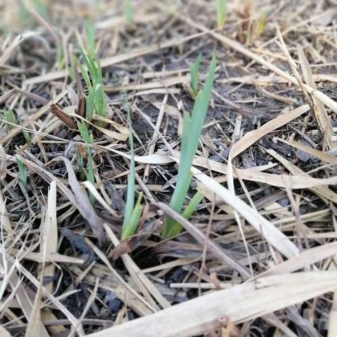 何泰言的踏青之行