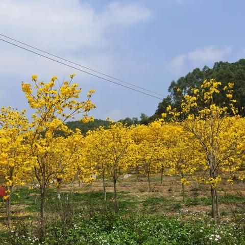 春～黄花风铃木